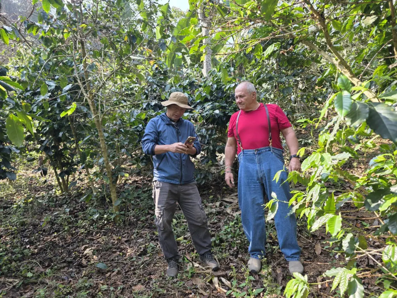 Manop showing Jack the coffee plants up close