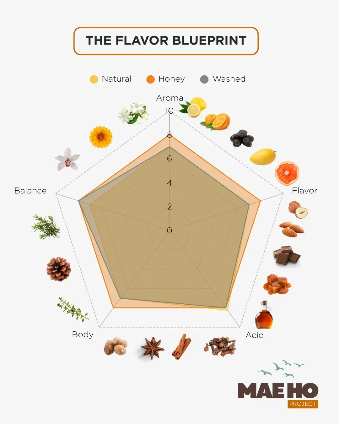 The Flavor Blueprint - radar chart showing aroma, flavor, acid, body, and balance across natural, honey, and washed processing methods